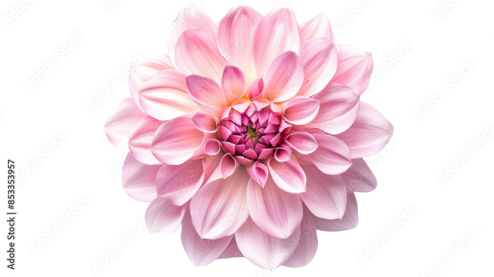Obraz premium Carnation flower pink on white background