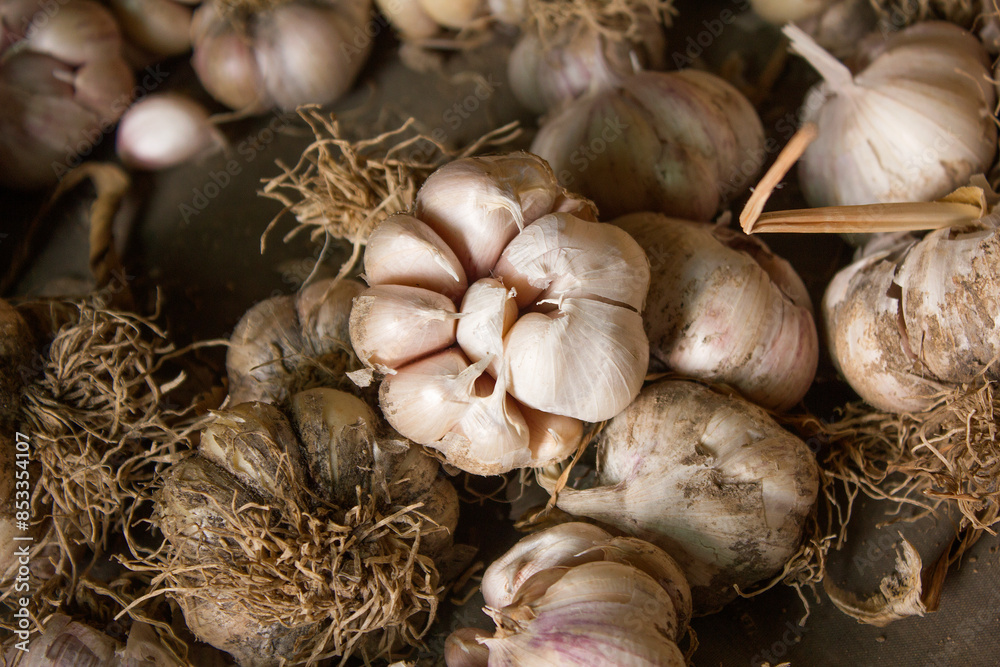 Garlic harvest, growing vegetable, agriculture background Garlic harvest, growing vegetable, agriculture background