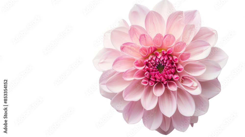Fototapeta premium Carnation flower pink on white background