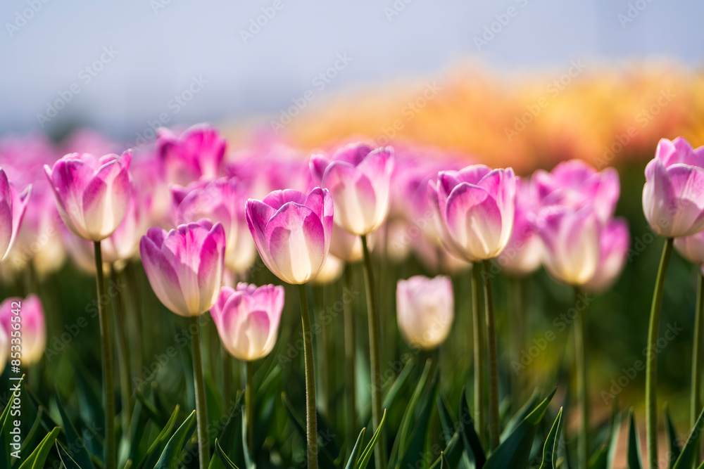 Fototapeta premium Beautiful tulips are in full bloom