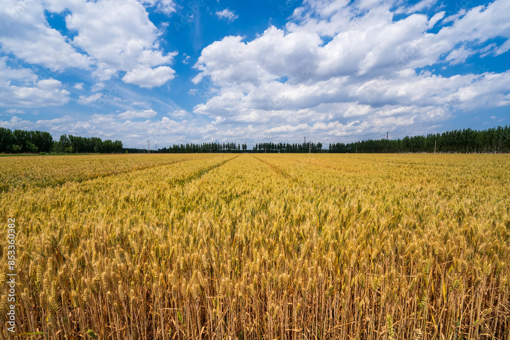Wheat is growing in the field ,The wheat fields are under the blue sky and white clouds Wheat is growing in the field ,The wheat fields are under the blue sky and white clouds