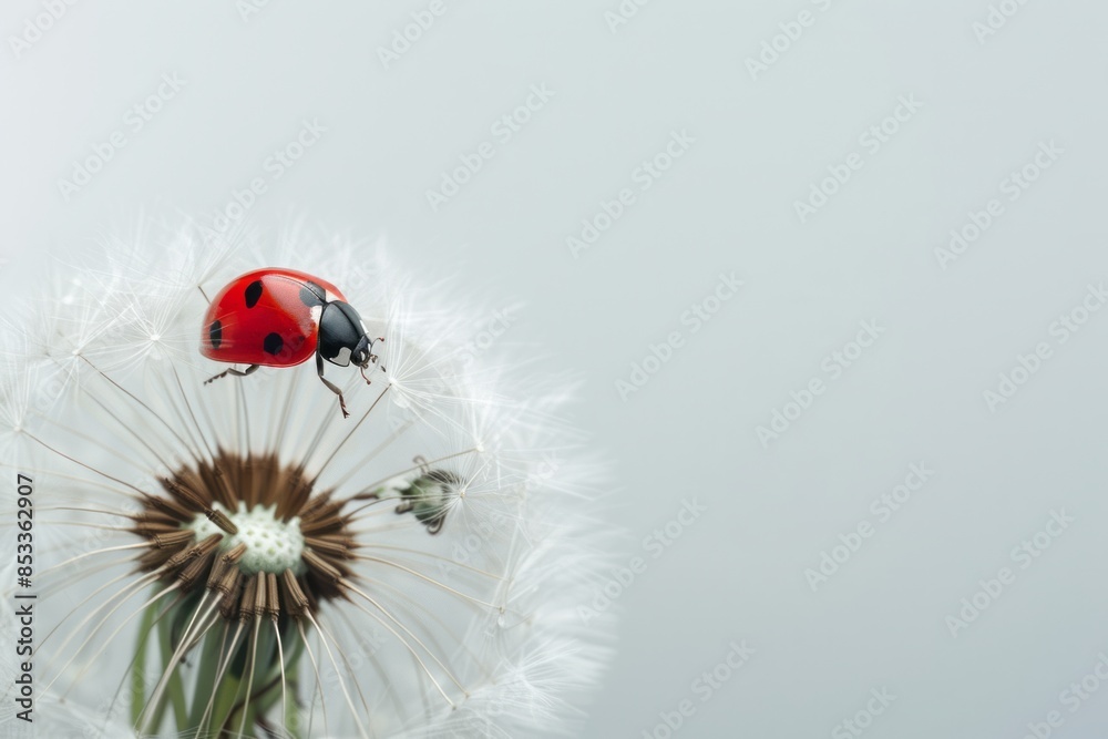 Obraz premium Ladybug on fluffy Dandelion on white background 