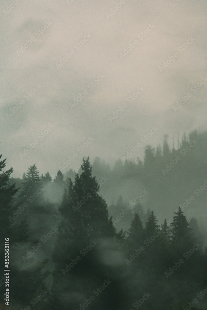 rainy forest rainy forest
