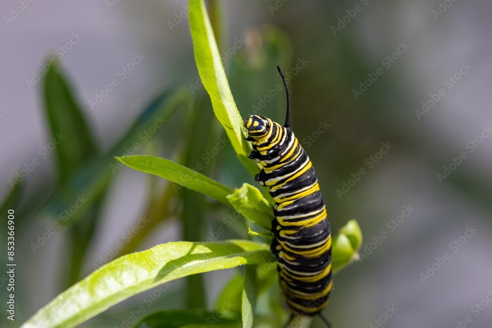 Close-up shot of a Monarch butterfly (Danaus plexippus) larvae eating Swan plant or Milkweed leaves on a sunny day, in Dunedin, New Zealand Close-up shot of a Monarch butterfly (Danaus plexippus) larvae eating Swan plant or Milkweed leaves on a sunny day, in Dunedin, New Zealand