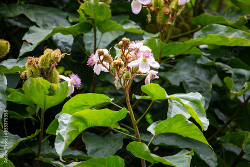 Flor do urucuzeiro, árvore cujo fruto é o urucum, de onde se extrai o colorau. Flor. Condimento.	
 photo