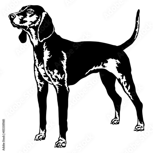 American English Coonhound