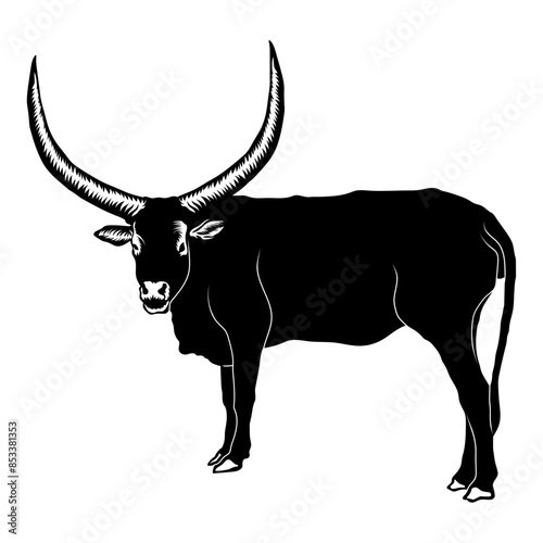 Ankole-Watusi