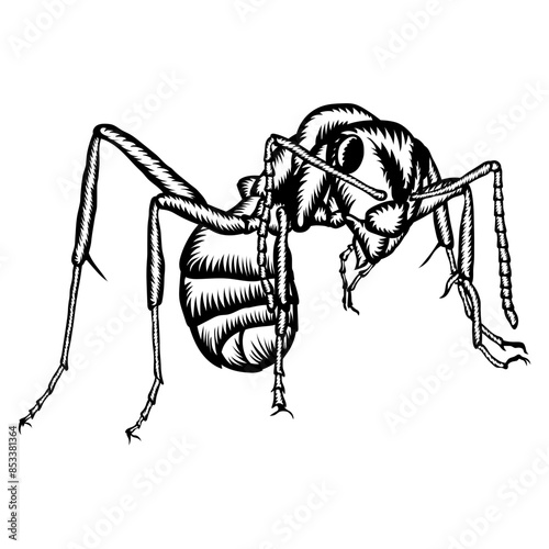 Ant Close Up