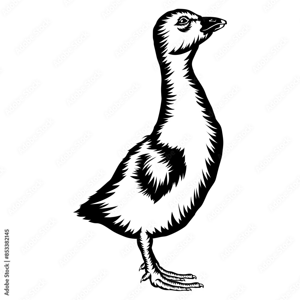 Fototapeta premium Baby Goose
