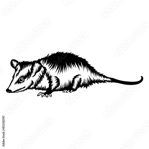 Baby Opossum