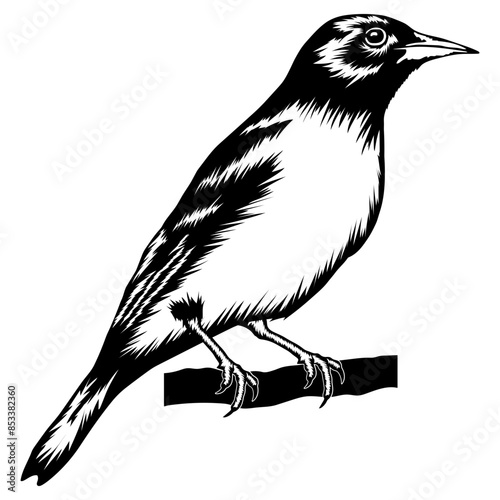 Baltimore Oriole Bird Oriole Oriole