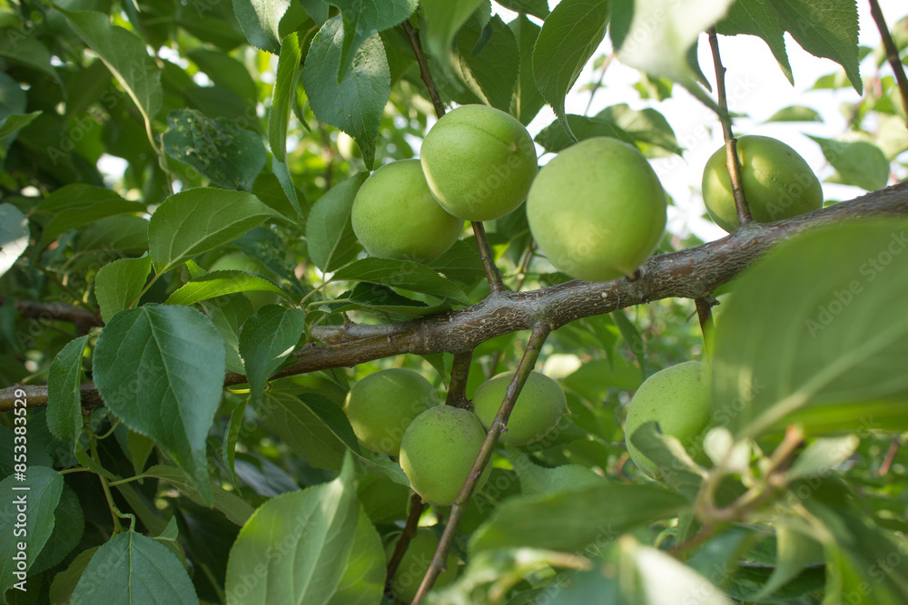 Plums hanging on branches on a farm. Plums hanging on branches on a farm.