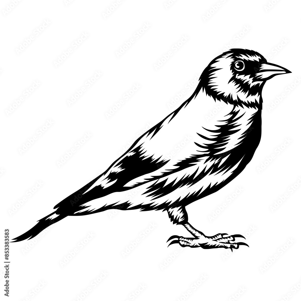 Obraz premium Birds Goldfinch