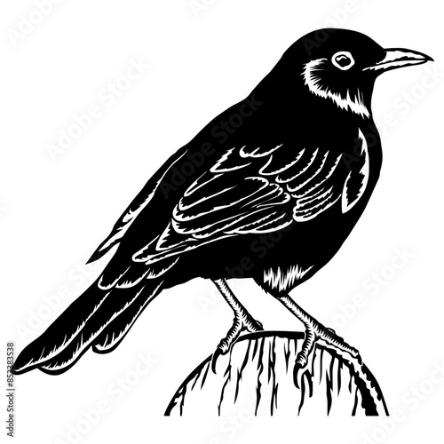 Birds Blackbird