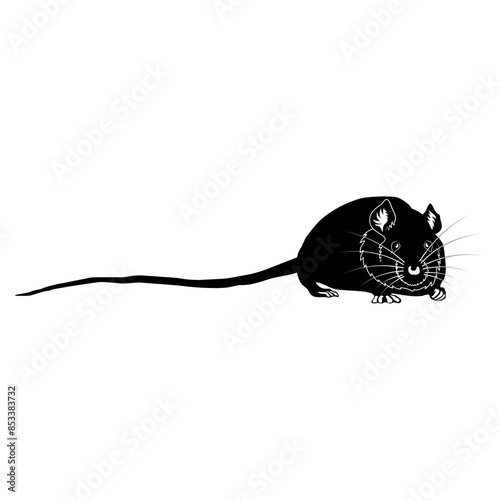 Black Rat