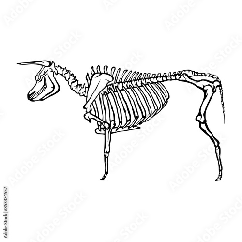Bull Skeleton