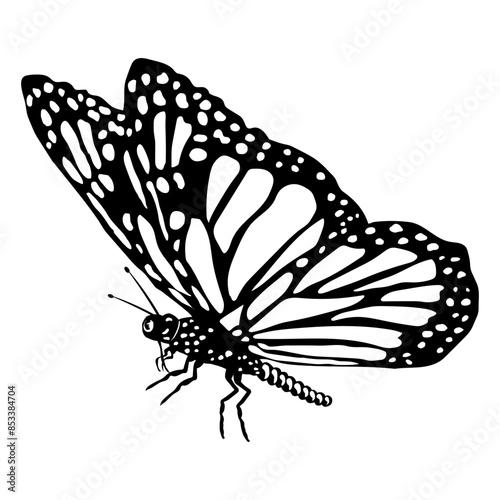 Butterfly  Moth Insect Butterfly