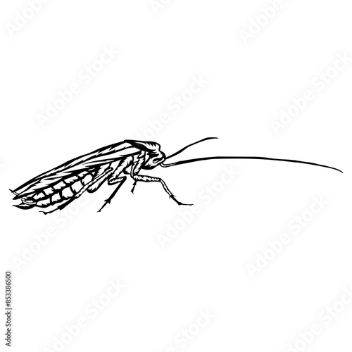 Cockroach Roach
