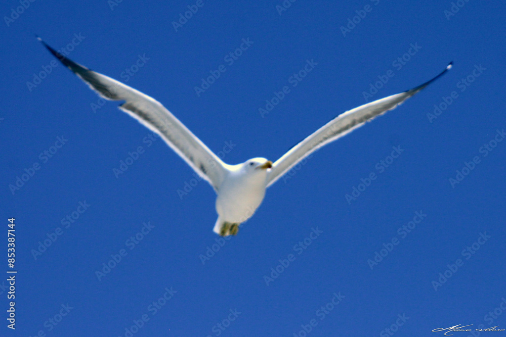 Uma linda gaivota sobrevoando o céu da praia de Cordeirinho - Maricá - RJ Uma linda gaivota sobrevoando o céu da praia de Cordeirinho - Maricá - RJ