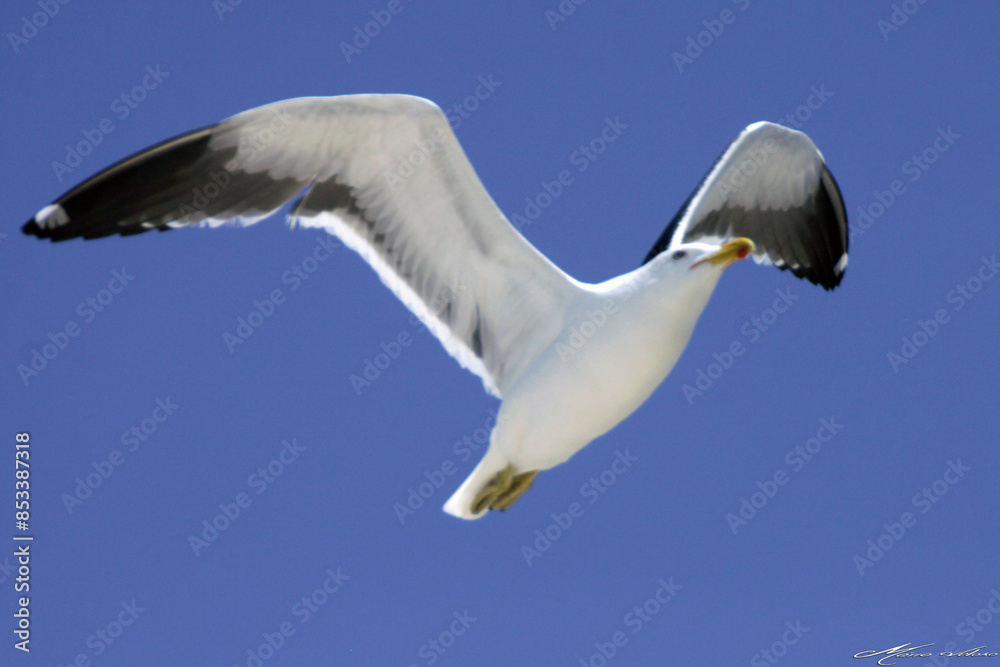 Uma linda gaivota sobrevoando o céu da praia de Cordeirinho - Maricá - RJ Uma linda gaivota sobrevoando o céu da praia de Cordeirinho - Maricá - RJ