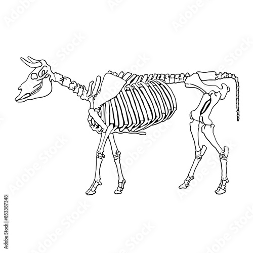 Cow Skeleton