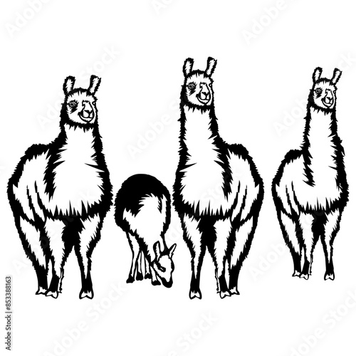 Desert Llamas Llama Desert Animals Llama