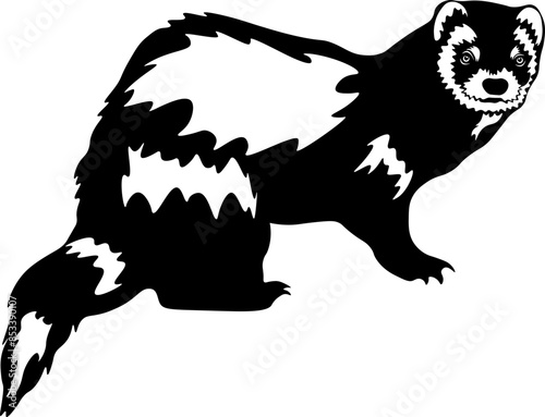 Ferret