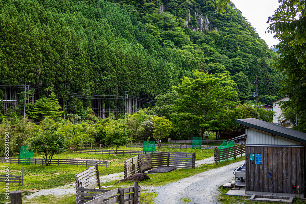 Fototapeta premium 山間にあるキャンプ場