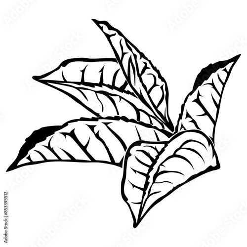 Green Tea Leaves Tea Green Tea Green Tea
