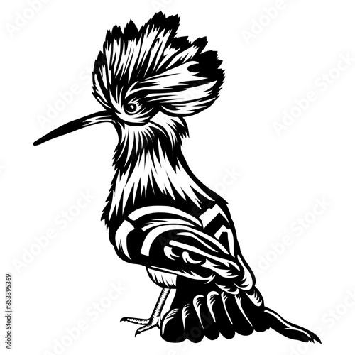 Hoopoe Bird