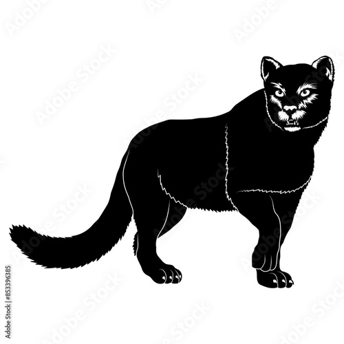 Jaguarundi