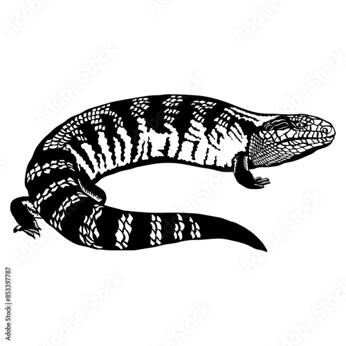 Lizard Blue-tongued Skink