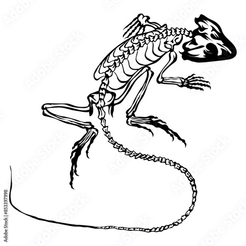 Lizard Skeleton
