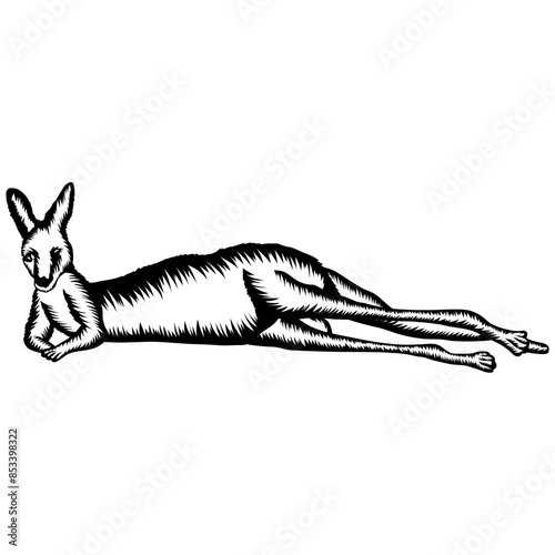 Lying Kangaroo
