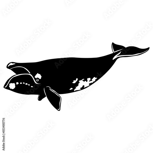 North Atlantic Right Whale