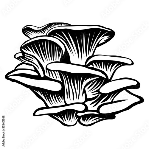 Oyster Mushroom Mushroom Vegetables Mushroom