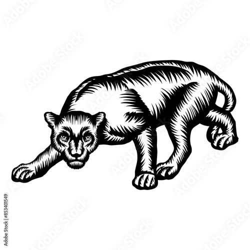 Panther Crawling