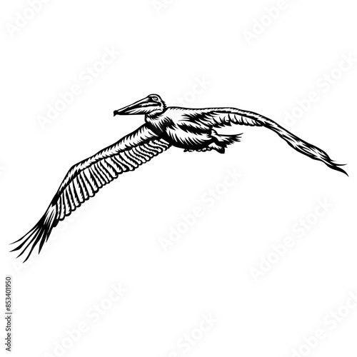Pelican Flying