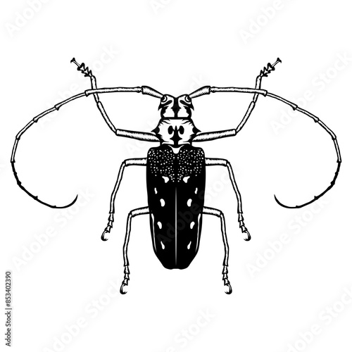 Pine sawyer beetle
