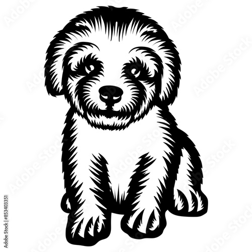 Puppy Bichon Frise