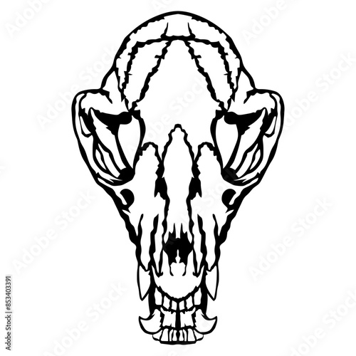 Raccoon Skull