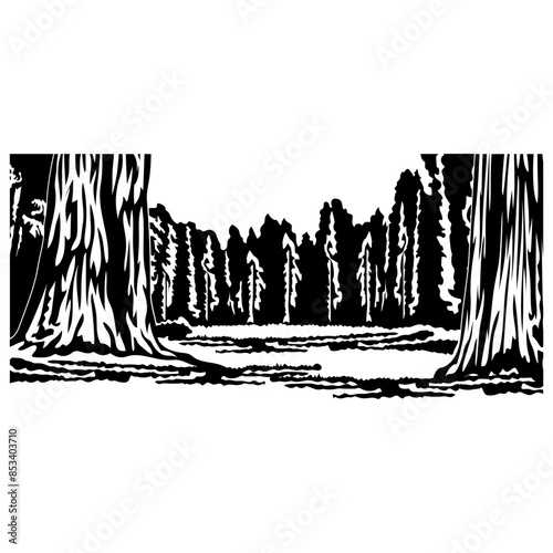 Redwood Forest