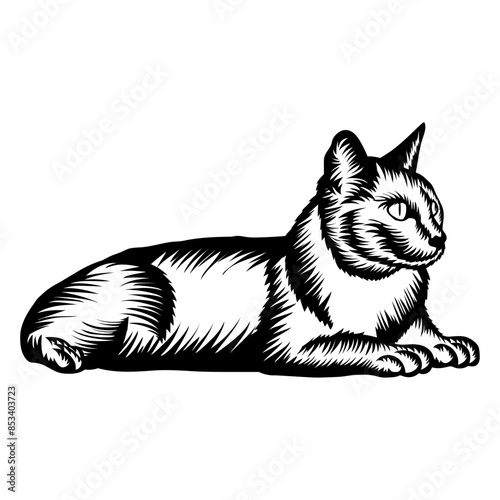Resting Cat