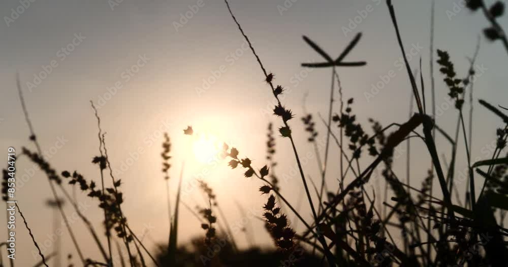 Sunset grass wind autumn meadow in countryside. Beautiful sunset golden grass field beautiful natural flora sunlight outdoor flare. Rural landscape nature plant scene crop view. Morning countryside Sunset grass wind autumn meadow in countryside. Beautiful sunset golden grass field beautiful natural flora sunlight outdoor flare. Rural landscape nature plant scene crop view. Morning countryside