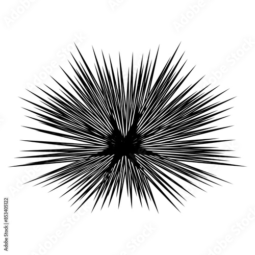 Sea Urchin photo