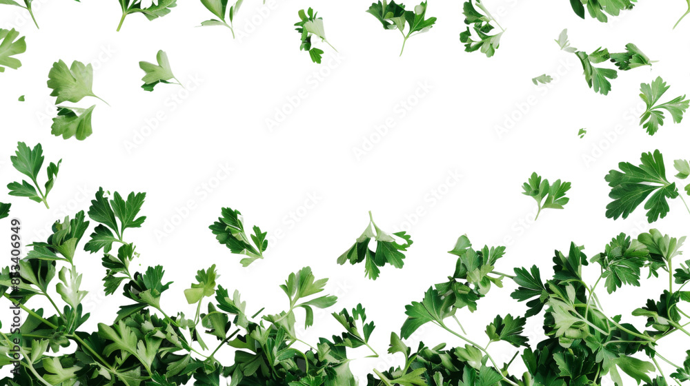 Parsley herb on white background Parsley herb on white background