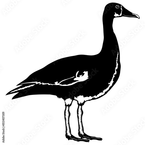 Spur Winged Goose