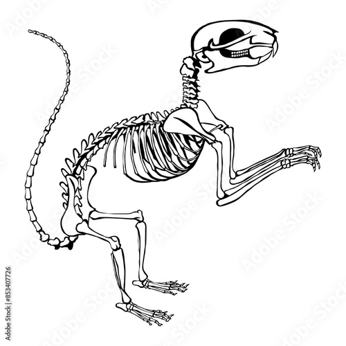 Squirrel skeleton