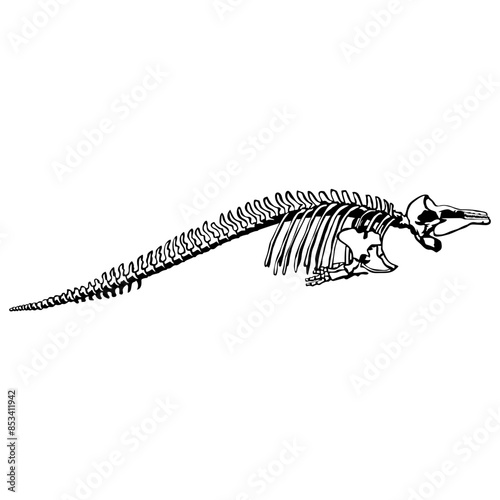 whale skeleton