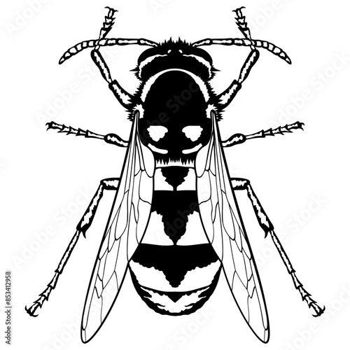 Yellow Jacket  Wasp Insect Wasp